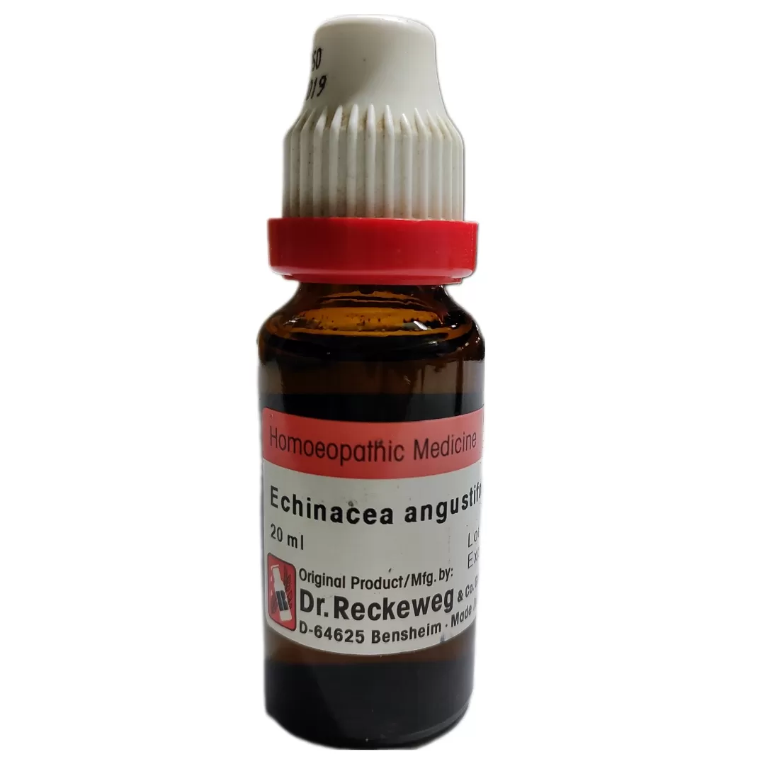 echinacea angus q
