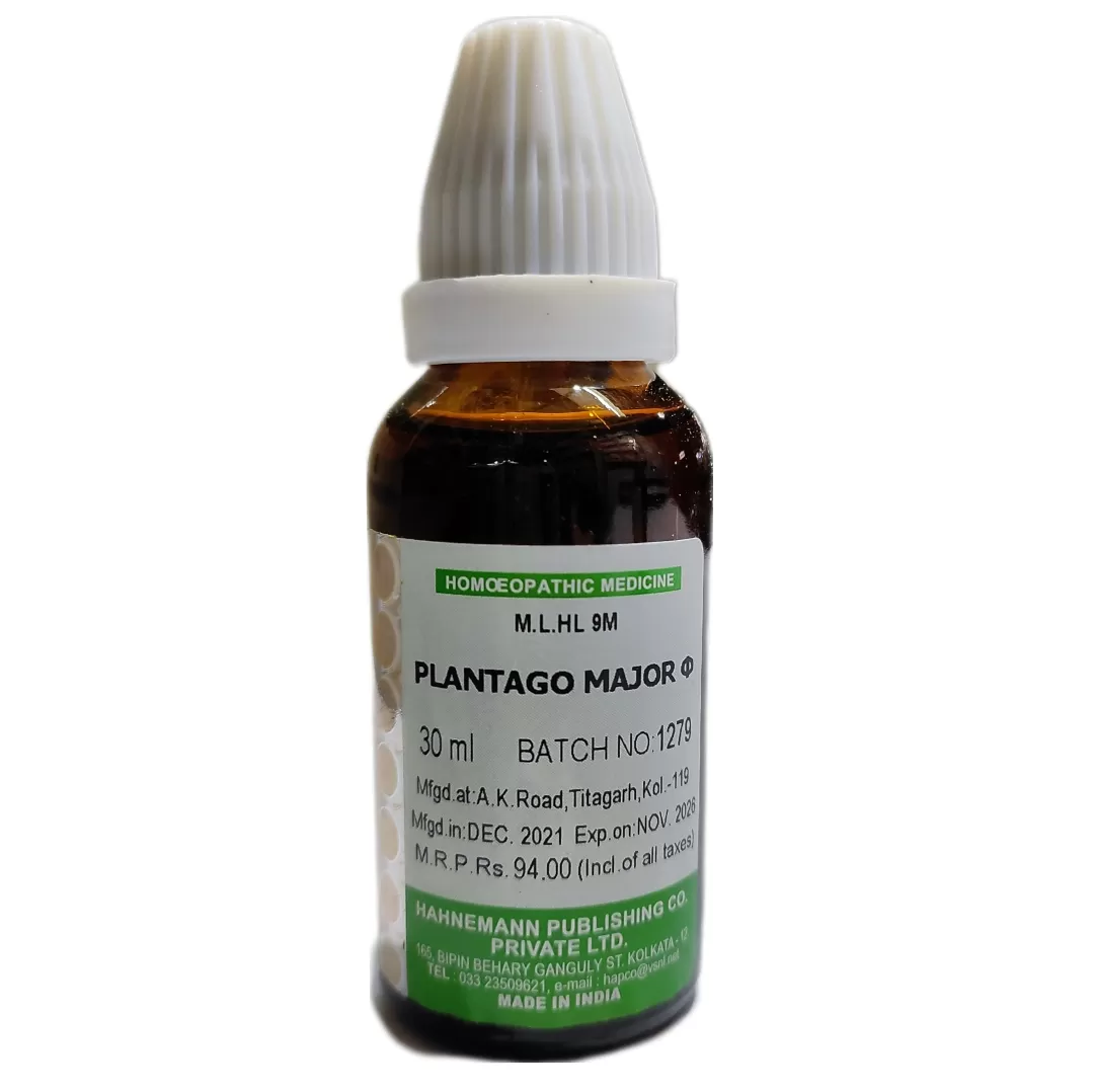 plantago major q