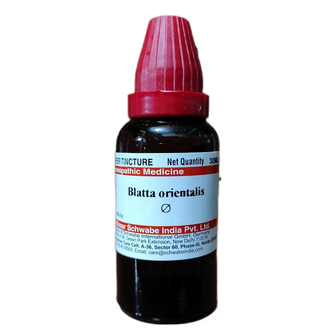 blatta orientalis Q
